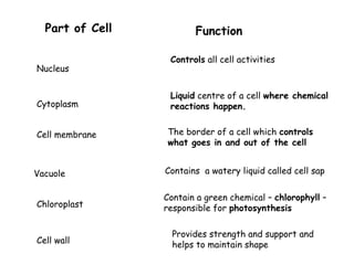 Part of Cell Function
Nucleus
Cytoplasm
Cell membrane
Vacuole Contains a watery liquid called cell sap
Chloroplast
Contain a green chemical – chlorophyll –
responsible for photosynthesis
Cell wall
Provides strength and support and
helps to maintain shape
Controls all cell activities
Liquid centre of a cell where chemical
reactions happen.
The border of a cell which controls
what goes in and out of the cell
 