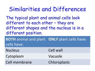 Similarities and Differences
BOTH animal and plant
cells have:
ONLY plant cells have:
Nucleus Cell wall
Cytoplasm Vacuole
Cell membrane Chloroplasts
The typical plant and animal cells look
different to each other – they are
different shapes and the nucleus is in a
different position.
 