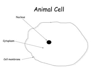 Nucleus
Cytoplasm
Cell membrane
Animal Cell
 