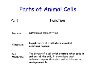 Part Function
Nucleus
Cytoplasm
Cell
Membrane
Controls all cell activities
Liquid centre of a cell where chemical
reactions happen.
The border of a cell which controls what goes in
and out of the cell. It only allows small
molecules to pass through it and so is known as
semi-permeable.
Parts of Animal Cells
 