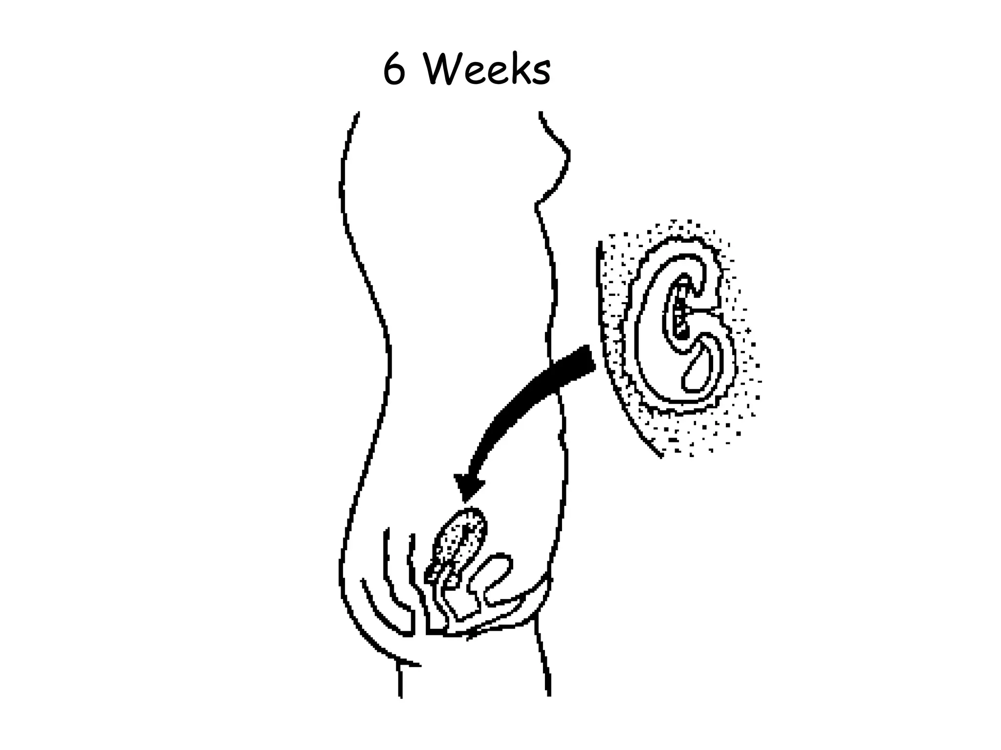 6 Weeks 