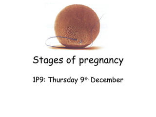 Stages of pregnancy 1P9: Thursday 9 th  December 