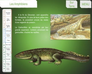 A la fin du Dévonien, vont apparaître
les tétrapodes. En plus de leurs pattes bien
formées, ils possèdent encore les restes
d'une nageoire de poisson.
Le Carbonifère se caractérise par leur
grande expansion. Certains annoncent les
grenouilles, d'autres les reptiles.
Les Amphibiens Sur
Terre
MENU
 
