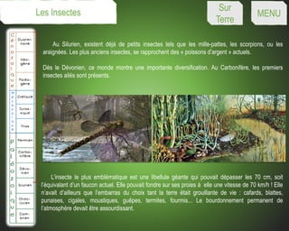 Au Silurien, existent déjà de petits insectes tels que les mille-pattes, les scorpions, ou les
araignées. Les plus anciens insectes, se rapprochent des « poissons d’argent » actuels.
Dès le Dévonien, ce monde montre une importante diversification. Au Carbonifère, les premiers
insectes ailés sont présents.
L’insecte le plus emblématique est une libellule géante qui pouvait dépasser les 70 cm, soit
l’équivalant d’un faucon actuel. Elle pouvait fondre sur ses proies à elle une vitesse de 70 km/h ! Elle
n’avait d’ailleurs que l’embarras du choix tant la terre était grouillante de vie : cafards, blattes,
punaises, cigales, moustiques, guêpes, termites, fourmis... Le bourdonnement permanent de
l’atmosphère devait être assourdissant.
Les Insectes Sur
Terre
MENU
 