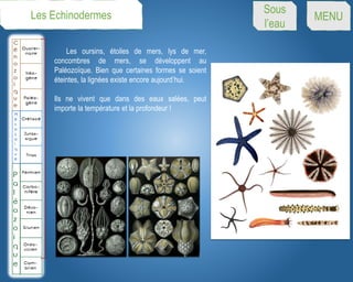 Les oursins, étoiles de mers, lys de mer,
concombres de mers, se développent au
Paléozoïque. Bien que certaines formes se soient
éteintes, la lignées existe encore aujourd’hui.
Ils ne vivent que dans des eaux salées, peut
importe la température et la profondeur !
Les Echinodermes Sous
l’eau
MENU
 