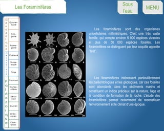 Les foraminifères sont des organismes
unicellulaires millimétriques. C'est une très vaste
famille, qui compte environ 5 000 espèces vivantes
et plus de 50 000 espèces fossiles. Les
foraminifères se distinguent par leur coquille appelée
’’test’’.
Les foraminifères intéressent particulièrement
les paléontologues et les géologues, car ces fossiles
sont abondants dans les sédiments marins et
constituent un indice précieux sur la nature, l'âge et
la condition de formation de la roche. L'étude des
foraminifères permet notamment de reconstituer
l'environnement et le climat d'une époque.
Les Foraminifères Sous
l’eau
MENU
 