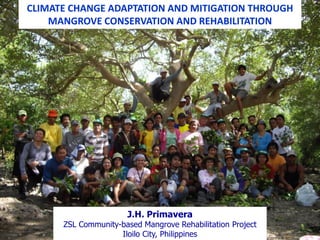 CLIMATE CHANGE ADAPTATION AND MITIGATION THROUGH
    MANGROVE CONSERVATION AND REHABILITATION




                      J.H. Primavera
      ZSL Community-based Mangrove Rehabilitation Project
                    Iloilo City, Philippines
 