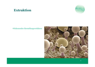 Extraktion




Schonendes Herstellungsverfahren




                                   12
 