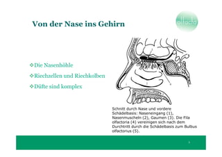 Von der Nase ins Gehirn




Die Nasenhöhle
Riechzellen und Riechkolben
Düfte sind komplex


                              Schnitt durch Nase und vordere
                              Schädelbasis: Naseneingang (1),
                              Nasenmuscheln (2), Gaumen (3). Die Fila
                              olfactoria (4) vereinigen sich nach dem
                              Durchtritt durch die Schädelbasis zum Bulbus
                              olfactorius (5).

                                                                     3
 