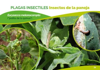 ©Luis
Cruces
©Luis
Cruces
©Luis
Cruces
Daño, adulto y larva
Eurysaccamelanocampta
(“polilla de la quinua”)
PLAGAS INSECTILES Insectos de la panoja
34
 