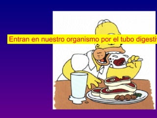 Entran en nuestro organismo por el tubo digestiv
 