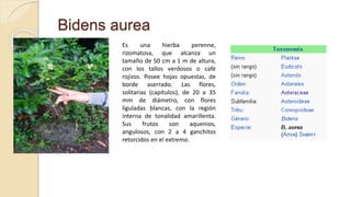 Bidens aurea
Es una hierba perenne,
rizomatosa, que alcanza un
tamaño de 50 cm a 1 m de altura,
con los tallos verdosos o café
rojizos. Posee hojas opuestas, de
borde aserrado. Las flores,
solitarias (capítulos), de 20 a 35
mm de diámetro, con flores
liguladas blancas, con la región
interna de tonalidad amarillenta.
Sus frutos son aquenios,
angulosos, con 2 a 4 ganchitos
retorcidos en el extremo.
 