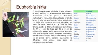 Euphorbia hirta
Es una planta herbácea anual, erecta o decumbente,
o bien, rastrera y extendiéndose radialmente,
densamente pilosa, los pelos con frecuencia
multicelulares y amarillos. Alcanza los de 50 cm de
largo. El tallo es ramificado en forma dicotómica.
Las hojas son opuestas, estípulas pequeñas, en
forma de aristas, pecíolos de 1 a 2 mm de largo,
láminas ovadas a oblongo-lanceoladas, asimétricas,
de 0.4 a 4 cm de largo por 0.3 a 3 cm de
ancho, ápice agudo, borde comúnmente aserrado,
base marcadamente oblicua, haz poco pubescente,
con frecuencia con una mancha de color rojo oscuro
en el centro, envés bastante pubescente, la
diferencia entre ambas caras suele ser
marcadamente manifiesta.
 