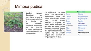 Mimosa pudica
Nombre común:
dormilona, es
una planta originaria
de América tropical de
la familia de
las fabáceas,
fácilmente distinguible
por su reacción
al tacto, desarrollada
como defensa ante los
depredadores.
Es totalmente de color
verde, con pequeñas y
abundantes hojas, sus
raíces son de color marrón
claro, lucen finitas,
resecas y frágiles. La
planta tiene alrededor de
20 cms de altura, posee
además pequeños grupos
de aproximadamente 12
hojitas. No se percibe
ningún olor peculiar en
ninguna parte de ésta.
 