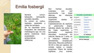 Emilia fosbergii
Nombre común:
tabaquillo, lechuguilla,
pincelillo clavelillo.
Es común en cultivo,
rastrojos, pastizales y
orillas de carretera.
Se ha reportado como
hospedero del nematodo
meloidogyne spp. Es una
planta medicinal, tiene
propiedades
antiasmáticas y
oftálmicas.
Son hierbas anuales,
ruderales, con raíz
axonomorfa. Las hojas
alternas, las inferiores
pecioladas, las
superiores sésiles y
amplexicaules.
Capitulescencias de capítulos
en pedúnculos largos,
laterales desde las axilas de
las hojas superiores y
terminales; capítulos
discoides; involucros sin
calículo; filarias en 1 serie, en
la madurez reflexas y
persistentes; receptáculos
desnudos; flósculos perfectos,
30–40 o más por capítulo, las
corolas rojizas a rosado-
purpúreas. Vilano de cerdas
capilares muy suaves,
 