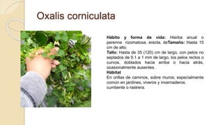 Oxalis corniculata
Hábito y forma de vida: Hierba anual o
perenne rizomatosa, erecta, deTamaño: Hasta 15
cm de alto.
Tallo: Hasta de 35 (120) cm de largo, con pelos no
septados de 0.1 a 1 mm de largo, los pelos rectos o
curvos, doblados hacia arriba o hacia atrás,
ocasionalmente ausentes.
Hábitat
En orillas de caminos, sobre muros; especialmente
común en jardines, viveros y invernaderos.
cumbente o rastrera.
 