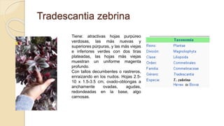 Tradescantia zebrina
Tiene: atractivas hojas purpúreo
verdosas, las más nuevas y
superiores púrpuras, y las más viejas
e inferiores verdes con dos tiras
plateadas, las hojas más viejas
muestran un uniforme magenta
profundo.
Con tallos decumbentes o rastreros,
enraizando en los nudos. Hojas 2.5-
10 x 1.5-3.5 cm, ovado-oblongas a
anchamente ovadas, agudas,
redondeadas en la base, algo
carnosas.
 