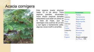 Acacia cornígera
Esta especie puede alcanzar
hasta 10 m de altura. Tiene
espinas grandes, ahuecadas
hacia afuera (espinas dorsales
estipulares) que están en pares en
la base de hojas, que se
asemejan a los cuernos de un toro
y son ligera o fuertemente cafés,
algunas veces marfil o amarillas.
 
