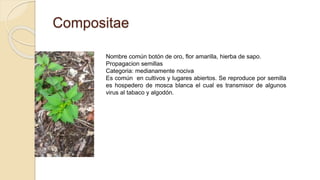Compositae
Nombre común botón de oro, flor amarilla, hierba de sapo.
Propagacion semillas
Categoria: medianamente nociva
Es común en cultivos y lugares abiertos. Se reproduce por semilla
es hospedero de mosca blanca el cual es transmisor de algunos
virus al tabaco y algodón.
 