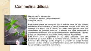 Commelina diffusa
Nombre común: siempre vive
propagación: semillas y vegetativamente
Categoría: nociva
Esta especie puede ser distinguida por su bráctea verde de gran tamaño
redondeado acorazonada en la base v punteada en su ápice. Cuya forma se
asemeja a un barco, bote o canoas; sus flores azules pedunculadas que
normalmente se extienden arriba de la bráctea: sus hojas lanceoladas o
anchamente lanceoladas. Con sus envolturas basales membranosas. Amarillo
pálido: sus tallos carnosos, suculentos, semi-postrados. Ascendentes.
Esta maleza posee la apariencia de una planta gramínea. Tiene alta
preferencia por suelos fértiles a mediana fertilidad. Sombreados con alta
humedad. Sin embargo puede prosperar y persistir en suelos francos
arenosos con baja fertilidad aun en condiciones secas, con el comienzo de las
lluvias reinicia su crecimiento nuevamente.
 