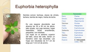 Euphorbia heterophylla
Nombre común; lechosa, clavos de christo,
lechera, bemba de negro, hierba de leche.
Es una especie abundante, que
alcanza los 30 a 50 cm de altura,
tallo simple, con jugo lechoso; hojas
heterófilas; flores amarillentas,
pequeñas, con brácteas.
Las hojas en el extremo superior
del tallo, cerca del ciato, tienen un
llamativo color rojo escarlata. Las
hojas son lobuladas de 4-7 cm de
largo por 1,5-3 cm de ancho.
 