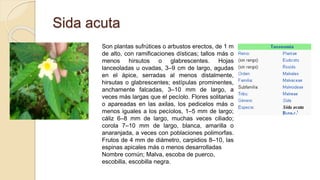 Sida acuta
Son plantas sufrútices o arbustos erectos, de 1 m
de alto, con ramificaciones dísticas; tallos más o
menos hirsutos o glabrescentes. Hojas
lanceoladas u ovadas, 3–9 cm de largo, agudas
en el ápice, serradas al menos distalmente,
hirsutas o glabrescentes; estípulas prominentes,
anchamente falcadas, 3–10 mm de largo, a
veces más largas que el pecíolo. Flores solitarias
o apareadas en las axilas, los pedicelos más o
menos iguales a los pecíolos, 1–5 mm de largo;
cáliz 6–8 mm de largo, muchas veces ciliado;
corola 7–10 mm de largo, blanca, amarilla o
anaranjada, a veces con poblaciones polimorfas.
Frutos de 4 mm de diámetro, carpidios 8–10, las
espinas apicales más o menos desarrolladas
Nombre común; Malva, escoba de puerco,
escobilla, escobilla negra.
 