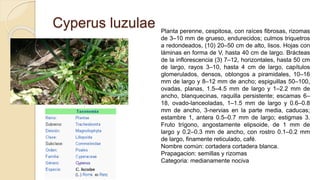 Cyperus luzulae Planta perenne, cespitosa, con raíces fibrosas, rizomas
de 3–10 mm de grueso, endurecidos; culmos triquetros
a redondeados, (10) 20–50 cm de alto, lisos. Hojas con
láminas en forma de V, hasta 40 cm de largo. Brácteas
de la inflorescencia (3) 7–12, horizontales, hasta 50 cm
de largo, rayos 3–10, hasta 4 cm de largo, capítulos
glomerulados, densos, oblongos a piramidales, 10–16
mm de largo y 8–12 mm de ancho; espiguillas 50–100,
ovadas, planas, 1.5–4.5 mm de largo y 1–2.2 mm de
ancho, blanquecinas, raquilla persistente; escamas 6–
18, ovado-lanceoladas, 1–1.5 mm de largo y 0.6–0.8
mm de ancho, 3-nervias en la parte media, caducas;
estambre 1, antera 0.5–0.7 mm de largo; estigmas 3.
Fruto trígono, angostamente elipsoide, de 1 mm de
largo y 0.2–0.3 mm de ancho, con rostro 0.1–0.2 mm
de largo, finamente reticulado, café.
Nombre común: cortadera cortadera blanca.
Prapagacion: semillas y rizomas
Categoria: medianamente nociva
 