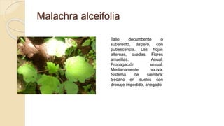 Malachra alceifolia
Tallo decumbente o
suberecto, áspero, con
pubescencia. Las hojas
alternas, ovadas. Flores
amarillas. Anual.
Propagación sexual.
Medianamente nociva.
Sistema de siembra:
Secano en suelos con
drenaje impedido, anegado
 