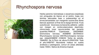 Rhynchospora nervosa
Hierba perenne rizomatosas o escamoso-cespitosas
con pringuetes de blanco en el centro; hojas con
laminas atenuadas lisas o pubescentes en el
enves,lanceoladas con margenes suaves.Dos flores
blancas aparecen al final de la espiga terminal. Fruto
suborbicular biconvexo,tumescente,cafeteria palido
con margen en contra,tuberculosis deprimido-
cónico;base lunar oscura;cerdas del perianto
ausentes.FAMILIA: Cyperaceae. SINONIMIA:
Dichromena nerviosa. NOMBRE BOTANICO:
Rhynchospora nervosa VAR.Rhynchospora nervosa
ssp. ciliataNOMBRE COMUN: Yerba de estrella.
TAMAÑO: De 9-70cm de altura.FLORACION: Todo
el año.HABITAT: Abundante maleza en suelos
arcillosos o pedregosos, comun en areas alteradas
hasta 1500m. Nativa de America tropical.
 