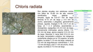 Chloris radiata
Son plantas anuales con estolones cortos;
con tallos de 15–60 cm de alto, erectos,
ramificados. Hojas glabras a
hirsutas; lígula de 0.5–0.7 mm de largo;
láminas 6–12 cm de largo y 3–5 mm de
ancho, aplanadas o plegadas, generalmente
pilosas, agudas. Espigas 4–18, 3.5–7 cm de
largo, en 1 ó 2 verticilos, ascendentes a
divergentes; espiguillas 2.5–3.5 mm de largo,
densamente imbricadas; gluma inferior 1.5–
2.4 mm de largo, gluma superior 2.2–3.4 mm
de largo; flósculos 2; lema fértil 2.5–3.4 mm
de largo, lanceolada a elíptica, los márgenes
cortamente ciliados en la 1/2 superior, la quilla
glabra, la arista 7–13 mm de largo; anteras ca
0.5 mm de largo;flósculo rudimentario 1, 0.5–
1.5 mm de largo y de 0.1 mm de ancho, linear,
agudo, la arista 2–7.5 mm de largo.
 