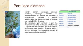 Portulaca oleracea
Nombre común; verdolaga, atarraya,
portulaca, verdolaga amarrilla. Es
frecuentemente en cultivos de hortalizas y
ornamentales, jardines y lugares
abandonados. Se encuentra desde el nivel del
mar hasta 2,900m de altura.
Se reproduce por semillas y por los
fragmentos del tallo si el suelo esta húmedo.
La planta es tan suculenta que aun después
de cortarla sigue viviendo y puede llegar a
producir semillas. Es comestible y también se
reporta como planta medicinal.
 