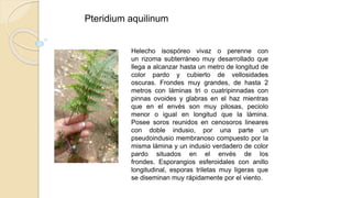 Pteridium aquilinum
Helecho isospóreo vivaz o perenne con
un rizoma subterráneo muy desarrollado que
llega a alcanzar hasta un metro de longitud de
color pardo y cubierto de vellosidades
oscuras. Frondes muy grandes, de hasta 2
metros con láminas tri o cuatripinnadas con
pinnas ovoides y glabras en el haz mientras
que en el envés son muy pilosas, peciolo
menor o igual en longitud que la lámina.
Posee soros reunidos en cenosoros lineares
con doble indusio, por una parte un
pseudoindusio membranoso compuesto por la
misma lámina y un indusio verdadero de color
pardo situados en el envés de los
frondes. Esporangios esferoidales con anillo
longitudinal, esporas triletas muy ligeras que
se diseminan muy rápidamente por el viento.
 