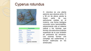 Cyperus rotundus
C. rotundus es una planta
perenne que alcanza entre 15
y 50 cm de altura; pierde la
mayor parte de sus
estructuras visibles en el
invierno, una forma biológica
conocida como hemicriptófita,
sobreviviendo sólo el sistema
radical y los rizomas, que
forman una estructura bulbosa
superficial de la que brotarán
en primavera los renuevos.
Los rizomas forman una
compleja red subterránea, y
forman tubérculos en los
entrenudos.
 