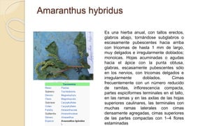 Amaranthus hybridus
Es una hierba anual, con tallos erectos,
glabros abajo, tornándose subglabros o
escasamente pubescentes hacia arriba
con tricomas de hasta 1 mm de largo,
muy delgados e irregularmente doblados;
monoicas. Hojas acuminadas o agudas
hacia el ápice con la punta obtusa,
glabras, escasamente pubescentes sólo
en los nervios, con tricomas delgados e
irregularmente doblados. Cimas
frecuentemente con un número reducido
de ramitas, inflorescencia compacta,
partes espiciformes terminales en el tallo,
en las ramas y en las axilas de las hojas
superiores caulinares, las terminales con
muchas ramas laterales con cimas
densamente agregadas, cimas superiores
de las partes compactas con 1–4 flores
estaminadas
 