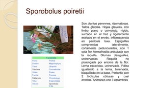 Sporobolus poiretii
Son plantas perennes, rizomatosas.
Tallos glabros. Hojas glaucas, con
limbo plano o convoluto, rígido,
surcado en el haz y ligeramente
estriado en el envés. Inflorescencia
en panícula laxa. Espiguillas
comprimidas lateralmente,
cortamente pedunculadas, con 1
sola flor hermafrodita articulada con
la raquilla. Glumas desiguales,
uninervadas. Raquilla no
prolongada por encima de la flor.
Lema escariosa, uninervada. Pálea
igualando a la lema, binervada,
biaquillada en la base. Periantio con
2 lodículas obtusas y casi
enteras. Androceo con 3 estambres
 