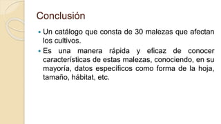 Conclusión
 Un catálogo que consta de 30 malezas que afectan
los cultivos.
 Es una manera rápida y eficaz de conocer
características de estas malezas, conociendo, en su
mayoría, datos específicos como forma de la hoja,
tamaño, hábitat, etc.
 