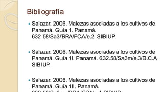 Bibliografía
 Salazar. 2006. Malezas asociadas a los cultivos de
Panamá. Guía 1. Panamá.
632.58/Sa3/BRA/FCA/e.2. SIBIUP.
 Salazar. 2006. Malezas asociadas a los cultivos de
Panamá. Guía 1I. Panamá. 632.58/Sa3m/e.3/B.C.A
SIBIUP.
 Salazar. 2006. Malezas asociadas a los cultivos de
Panamá. Guía 1II. Panamá.
 