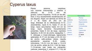 Cyperus laxus
Planta perenne cespitosa,
con rizomas endurecidos y erectos u
oblicuos, de 3–10 mm de
grueso; culmos triquetros, 15–55 cm de alto,
lisos o muy escasamente escabriúsculos en
los ángulos. Hojas con láminas en forma de
V o M, hasta 25 (40) cm de
largo. Brácteas de la inflorescencia 6–12,
ascendentes, rayos 6–13, hasta 17 cm de
largo, rayos secundarios hasta 3.5 cm de
largo, rayos terciarios frecuentemente
presentes, hasta 6 mm de largo, capítulos
digitados, 6–30 mm de ancho; espiguillas 1–
5, oblongas a linear-oblongas, ligeramente
aplanadas, 8–17 mm de largo y 2.5–3.6 mm
de ancho, café-verdoso claras, raquilla
persistente; escamas 8–20, ovado-
orbiculares, 1.6–2.4 mm de largo y 1.6–2.6
mm de ancho, arista de 0.4–1 mm de largo,
7–13-nervias casi hasta los márgenes,
caducas; estambres 3, anteras 0.7–1 mm de
 
