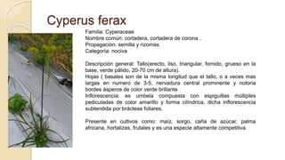 Cyperus ferax
Familia: Cyperaceae
Nombre común: cortadera, cortadera de corona .
Propagación: semilla y rizomas
Categoría: nociva
Descripción general: Tallo(erecto, liso, triangular, fornido, grueso en la
base, verde pálido, 20-70 cm de altura).
Hojas ( basales son de la misma longitud que el tallo, o a veces mas
largas en numero de 3-5, nervadura central prominente y notoria
bordes ásperos de color verde brillante.
Inflorescencia: es umbela compuesta con espiguillas múltiples
pediculadas de color amarillo y forma cilíndrica, dicha inflorescencia
subtendida por brácteas foliares.
Presente en cultivos como: maíz, sorgo, caña de azúcar, palma
africana, hortalizas, frutales y es una especie altamente competitiva.
 