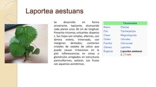 Laportea aestuans
Se desarrolla en forma
arrastrante, tapizante, alcanzando
cada planta unos 30 cm de longitud.
Presenta tricomas urticantes disperso
s. Sus hojas son simples, alternas, con
lámina entera, trinervada, con
márgenes dentados; contienen
cristales de oxalato de calcio que
puede causar irritaciones en la
piel. Inflorescencias en cimas o
glomérulos arreglados en estructuras
paniculiformes, axilares. Los frutos
son aquenios asimétricos.
 