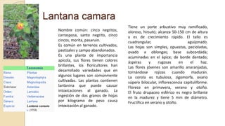 Lantana camara
Nombre común: cinco negritos,
carrasposa, santo negrito, cinco
cincos, morita, pasaruin.
Es común en terrenos cultivados,
pastizales y campo abandonados.
Es una planta de importancia
apícola, sus flores tienen colores
brillantes, los floricultores han
desarrollado variedades que en
algunos lugares son comúnmente
cultivadas. Las plantas contienen
lantanina que puede causar
intoxicaciones al ganado. La
ingestión de dos granos de hojas
por kilogramo de peso causa
intoxicación al ganado.
Tiene un porte arbustivo muy ramificado,
oloroso, hirsuto; alcanza 50-150 cm de altura
y es de crecimiento rápido. El tallo es
cuadrangular, aguijonado.
Las hojas son simples, opuestas, pecioladas,
ovado a oblongas; base subcordada;
acuminadas en el ápice; de borde dentado;
ásperas y rugosas en el haz.
Las flores jóvenes son amarillo anaranjadas,
tornándose rojizas cuando maduran.
La corola es tubulosa, zigomorfa, ovario
súpero bilocular, inflorescencia capituliforme.
Florece en primavera, verano y otoño.
El fruto drupaceo esférico es negro brillante
en la madurez y tiene 5 mm de diámetro.
Fructifica en verano y otoño.
 