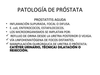 PATOLOGÍA DE PRÓSTATA
PROSTATITIS AGUDA
• INFLAMACIÓN SUPURADA, FOCAL O DIFUSA.
• E. coli, ENTEROCOCOS, ESTAFILOCOCOS.
• LOS MICROORGANISMOS SE IMPLATAN POR:
 REFLUJO DE ORINA DESDE LA URETRA POSTERIOR O VEJIGA.
 VÍA LINFOHEMATÓGENA DE FOCOS DISTANTES.
 MANIPULACIÓN QUIRÚRGIUCA DE URETRA O PRÓSTATA:
CATÉTER URINARIO, TÉCNICAS DILATACIÓN O
RESECCIÓN.
 