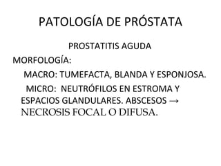 PATOLOGÍA DE PRÓSTATA
PROSTATITIS AGUDA
MORFOLOGÍA:
MACRO: TUMEFACTA, BLANDA Y ESPONJOSA.
MICRO: NEUTRÓFILOS EN ESTROMA Y
ESPACIOS GLANDULARES. ABSCESOS →
NECROSIS FOCAL O DIFUSA.
 