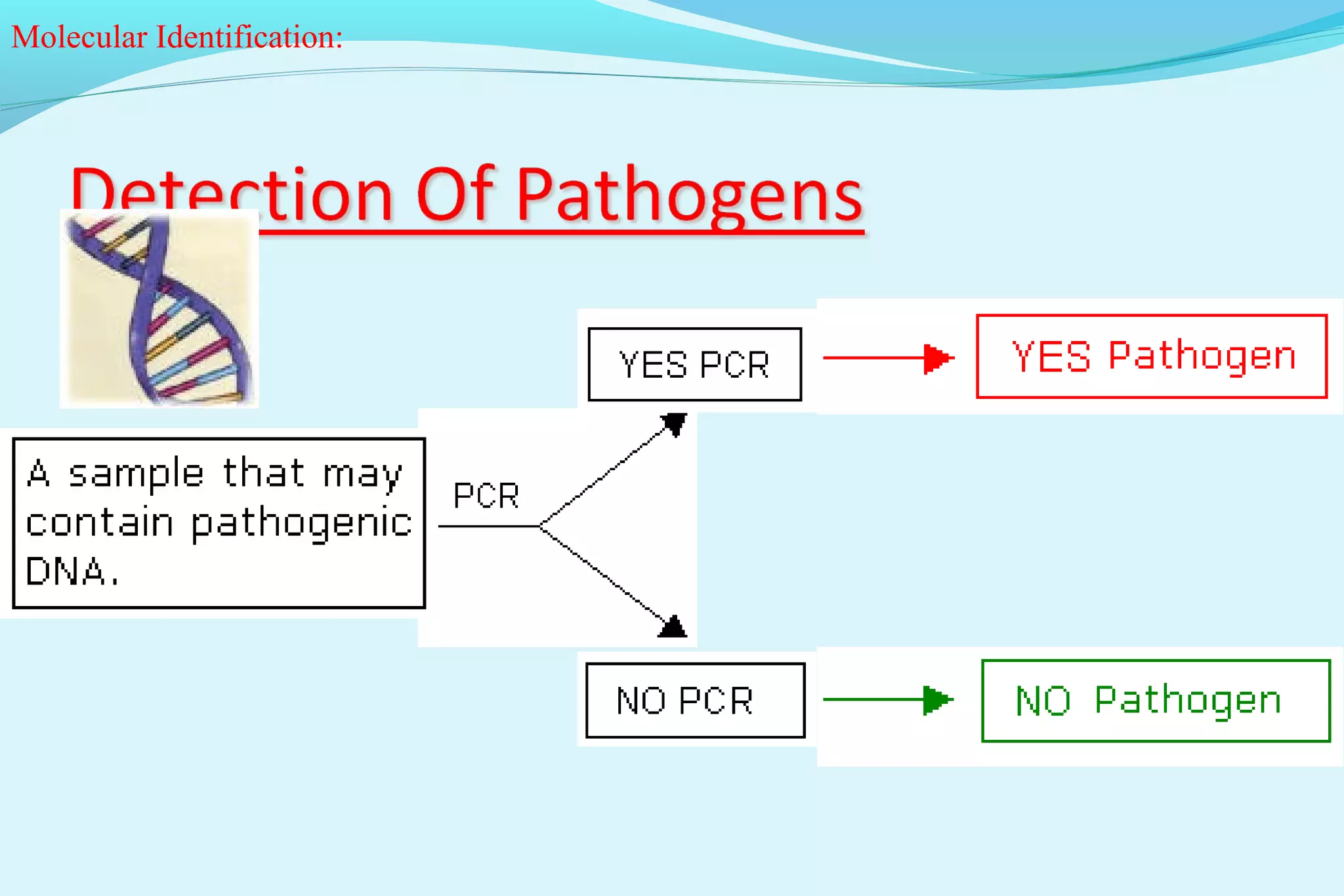 Molecular Identification:
 