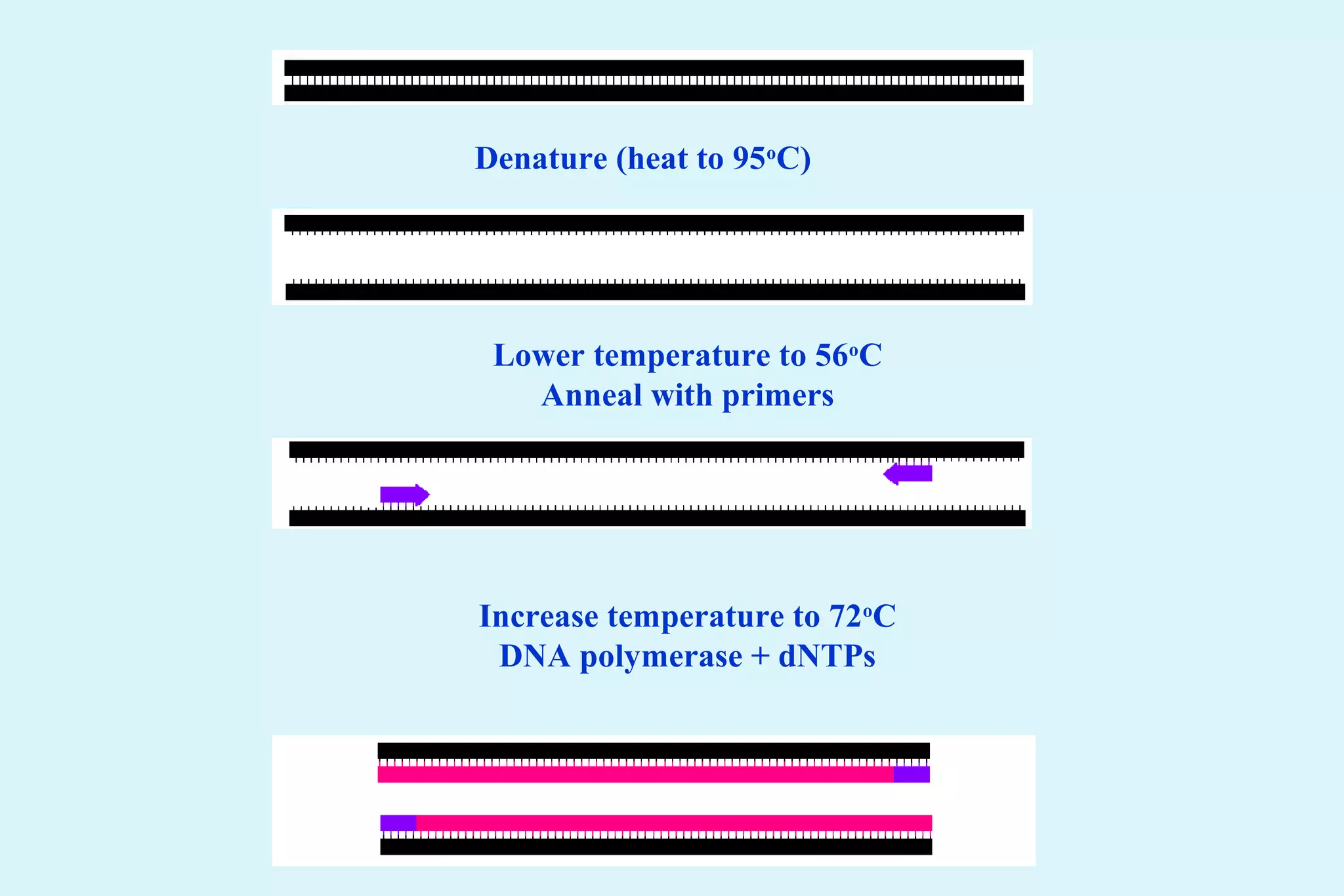 Denature (heat to 95o
C)
Lower temperature to 56o
C
Anneal with primers
Increase temperature to 72o
C
DNA polymerase + dNTPs
 
