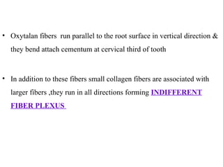 Parallel Fiber Run tooth supporting structures and its influence in periodontology | PPTX
