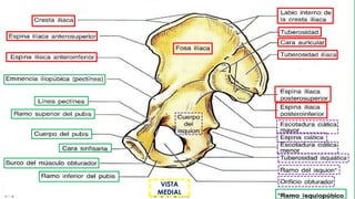 Humana 9 Clase 1 de PELVIS.pdf Anatomía Médica Humana | PDF