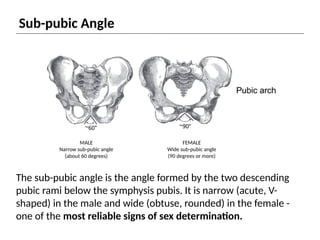 Obtusely Rounded 1Pelvis_Anatomy_Sex_Determination 02.pptx