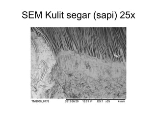 SEM Kulit segar (sapi) 25x
 