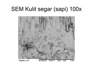 SEM Kulit segar (sapi) 100x
 